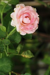 Beautiful roses is blooming in the garden