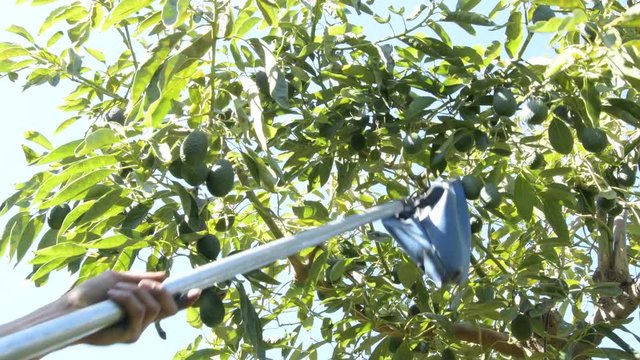 Harvest with pole of natural hass avocados fruit in a avocado tree