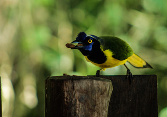 querre querre comiedo