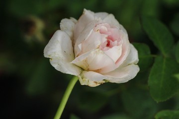 Beautiful roses is blooming in the garden