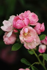Beautiful roses is blooming in the garden