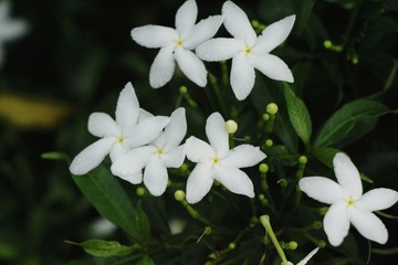 Obraz na płótnie Canvas White flower is beauty in the garden