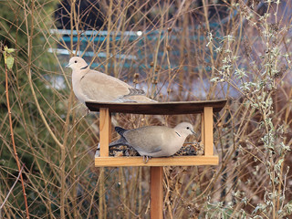 two turtle doves in the garden