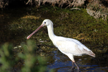 colhereiro na Ria Formosa