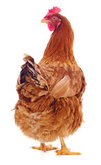 Brown hen isolated.