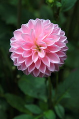 Dahlia flower macro photography