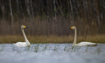 Male and female whooper swans swim together against each other on big scenic lake in spring