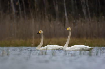 Male and female whooper swans float together on water lake surface in spring