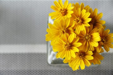Dailsy flower is beautiful in the vase