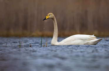 Adult Whooper swan swims on lake surface with water droplets falling from his beak