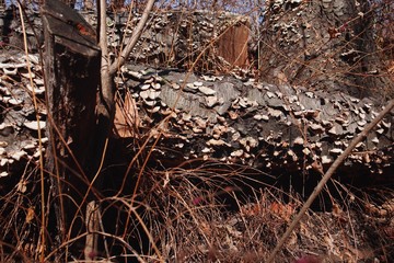 Processed With Darkroom