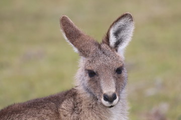 Forester Kangaroo (Macropus gisantes tasmaniensis)
