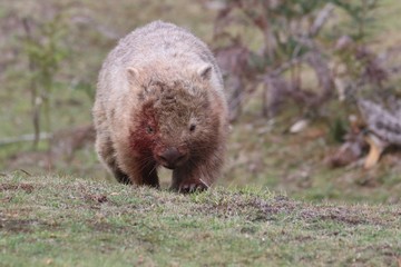 Wombat (Vombatus ursinus)