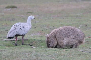 Wombat and Cape Barren Goose