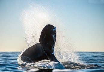 Tail fin of the mighty humpback whale (Megaptera novaeangliae). - obrazy, fototapety, plakaty