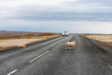 Two sheep cross the road in the wrong place, drivers observe traffic rules