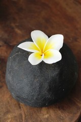 Fototapeta na wymiar Plumeria flower with beautiful on the rock