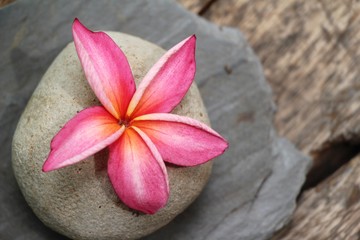 Plumeria flower with beautiful on the rock