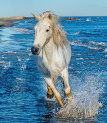 Obrazy na Plexi  Biały koń Camargue galopujący po błękitnej wodzie morza.