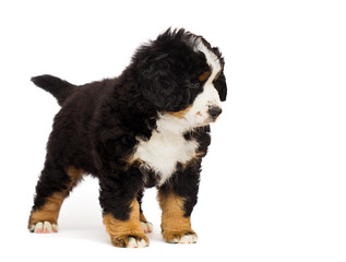 little bernese mountain dog puppy