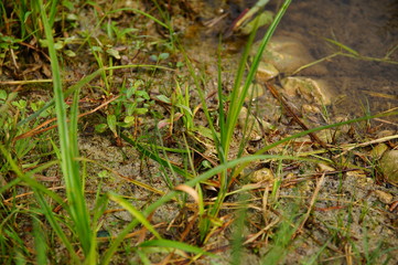 Green frog hid in the green grass