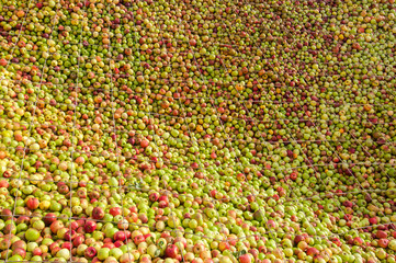 Bunte Äpfelmassen nach der Ernte vor der Verarbeitung