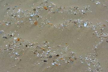Muscheln am Strand- Hintgergrund