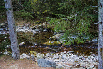 Rivière des Alpes en forêt