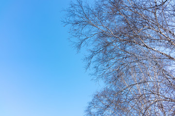 Thin branches of a birch on a clear winter day against a blue sky.