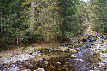 Rivi&egrave;re des Alpes en for&ecirc;t