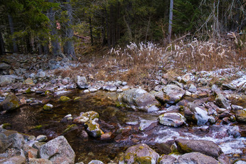Rivière des Alpes en forêt