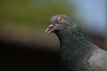 the pigeon looking forward with open beak. it seems the bird wants to speak something.