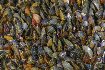 Miesmuschelbank in Aufsicht und Ausschnitt