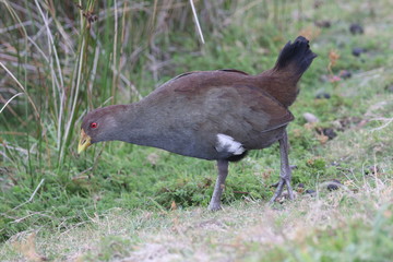 Tasmanian Native-hen