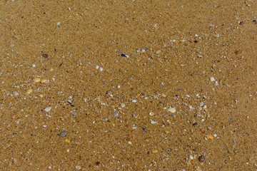 Fototapeta na wymiar Fecuhter Sand mit Muschelstücken