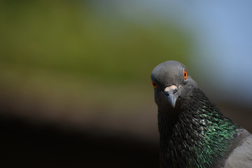 the pigeon looks into the camera lens with an attitude