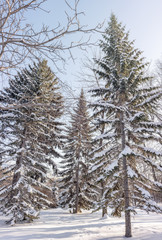 High green spruces in the winter park covered with fresh white snow