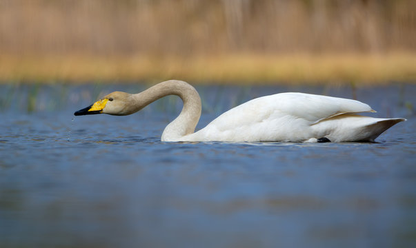Whooper swan filters water in serch of ffod with curvy neck and drops falling from beak in bright blue colored water of lake in spring