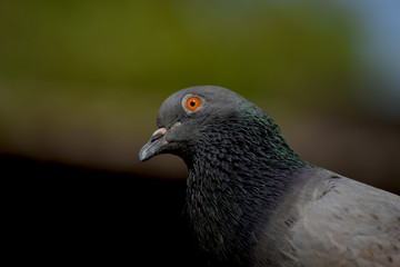 A pigeon looking forward in a lazy day