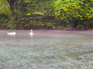White swans in the rain in the fog on the lake in the reserve. Blue Caucasus Deepwater Lake