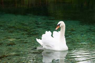 White swan swims in the reserve. Blue deep-water lake of the Caucasus