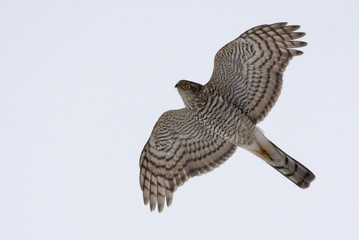 Female Eurasian sparrowhawk in flight in grey winter sky with lovely head turn