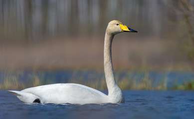 Close shot of adult Whooper swan swimming in saturated colored water of spring pond