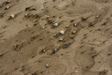 Muscheln am Strand- Hintgergrund