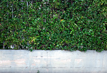 wall covered with various tropical plants for backgrounds