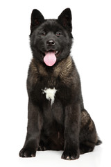 Young American Akita puppy sitting on white background