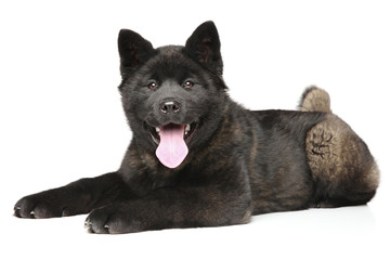 Happy American Akita puppy lying