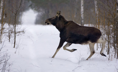 Mature Elk runs at great speed through some open and clear space in winter forest