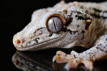 Gargoyle gecko
