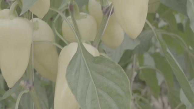 Pepper plant with many white peppers in a greenhouse. Close Up, vertical panorama, raw ungraded footage 4k, s-log